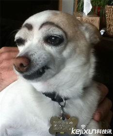 搞笑狗眉毛,搞笑狗眉毛，萌态十足！